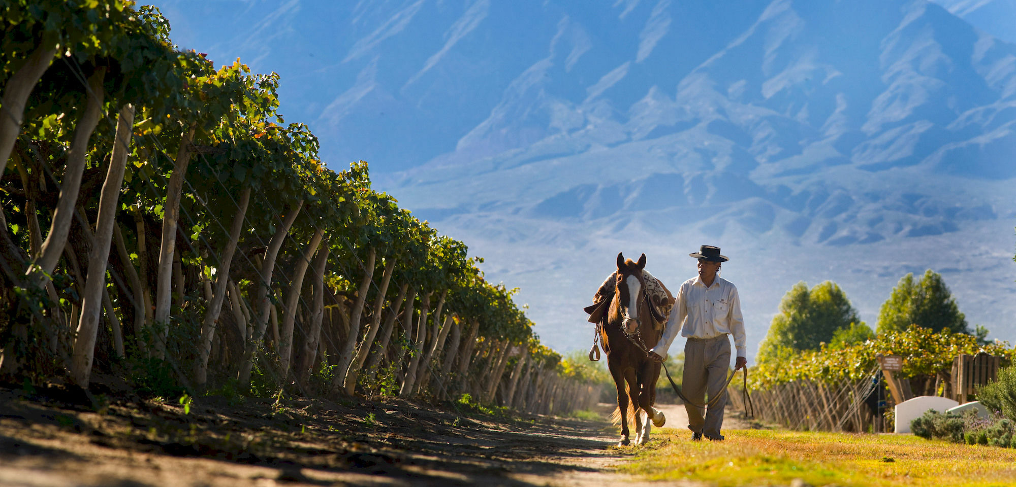 Готель Grace Кафаяте Екстер'єр фото Vineyards in Salta